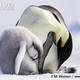 Illustration for article titled Flightless Friday - The Complete Penguin